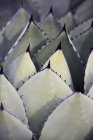 Hojas suculentas de yuca - foto de stock