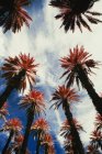 Date palm trees against blue sky — Stock Photo