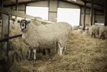 Овцы в сарае во время ягненка . — стоковое фото