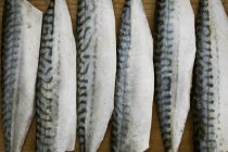 Fresh Mackerel fillets. — Stock Photo