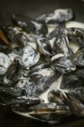 Steamed Black Mussels — Stock Photo