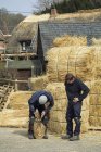Tuorlo di paglia di taglio del thatcher — Foto stock