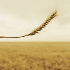 Wheat with a ripening ear — Stock Photo