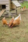 Hühner picken Getreide auf dem Boden — Stockfoto