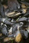Pan of steamed Black Mussels. — Stock Photo