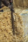 Strohdieb schneidet einen Stamm Stroh — Stockfoto