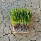 Wheatgrass plants with dense network of roots — Stock Photo