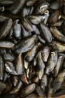 Cozze nere fresche . — Foto stock