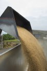 Grain versé dans la remorque — Photo de stock