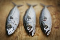Риби свіжі скумбрія — стокове фото