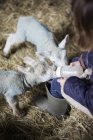 Little girl and newborn lambs — Stock Photo