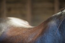 Кривая спины лошади — стоковое фото