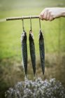 Koch hält drei Makrelen in der Hand — Stockfoto