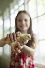 Chica sosteniendo un joven polluelo - foto de stock