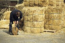 Thatcher cutting a yelm of straw — Stock Photo