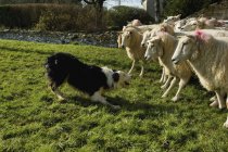 Sheepdog with flock of sheep — Stock Photo