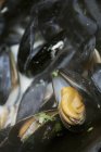 Pan of steamed Black Mussels. — Stock Photo