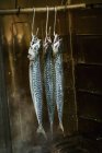 Makrele hängt in einem Fischräucher. — Stockfoto