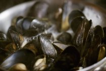 Steamed Black Mussels. — Stock Photo