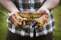 Koch hält frischen Krabben in der Hand — Stockfoto