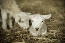Agneaux nouveau-nés dans un hangar à agneaux . — Photo de stock