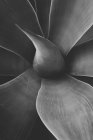 Суккулентное растение юкки и скачок роста — стоковое фото