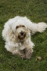 Perro blanco con patas fangosas - foto de stock
