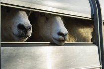 Овцы загружены в трейлер — стоковое фото