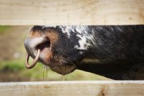 Toro longhorn inglese con anello nasale . — Foto stock