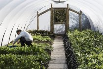 Jardineiro tendendo fileiras de mudas — Fotografia de Stock