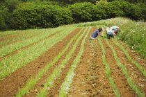 Men tending rows of small plants — Stock Photo