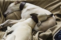 Two greyhound dogs — Stock Photo