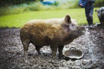 Schwein steht in schlammigem Feld — Stockfoto