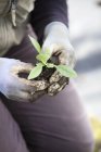 Person planting small plant — Stock Photo