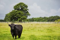 Black Highland cattle in grassland — Stock Photo