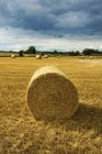 Bales of straw in field — Stock Photo