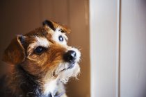 Pequeno cão terrier — Fotografia de Stock