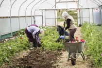 Women working in a poly tunnel — Stock Photo