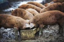 Schweine fressen aus Futtertrog — Stockfoto