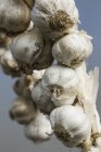Garlic bulbs hanging up. — Stock Photo