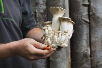 Uomo che detiene funghi appena raccolti — Foto stock