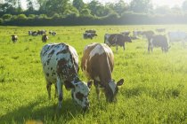 Mandria di vacche in un campo . — Foto stock