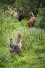 Pollos domésticos en el jardín - foto de stock