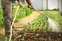 Worker in a polytunnel watering young seedlings — Stock Photo