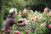 Woman cutting flowers — Stock Photo