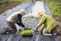 People planting out small seedlings — Stock Photo