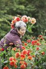 Frau schneidet Blumen — Stockfoto