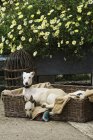 Two greyhound dogs in wicker dogbed — Stock Photo