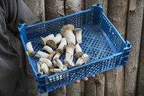 Ящик со свежесобранными грибами — стоковое фото