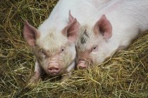 Cerdos tendidos sobre heno en una granja . - foto de stock